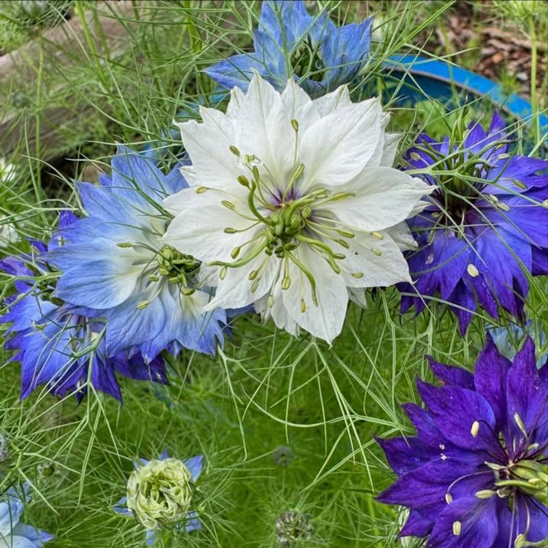 Love-In-A-Mist