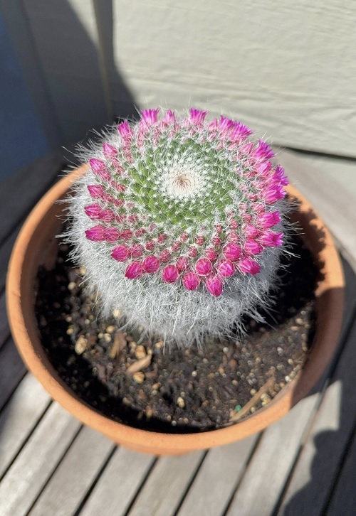 Old Lady Cactus