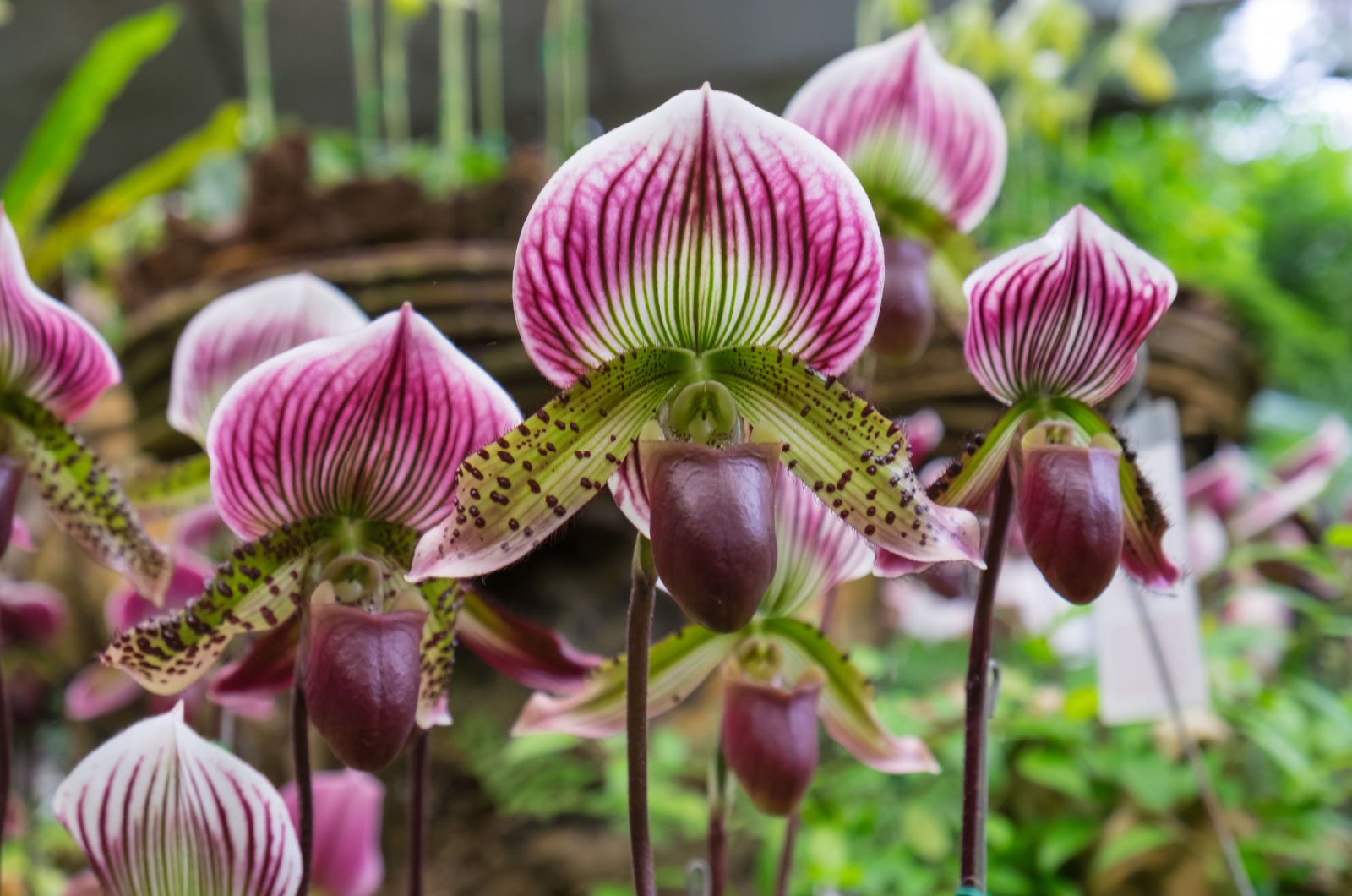 Paphiopedilum orchid flowers in the park