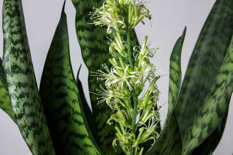 Hoe krijg je een sansevieria in bloei? 4 tips van experts