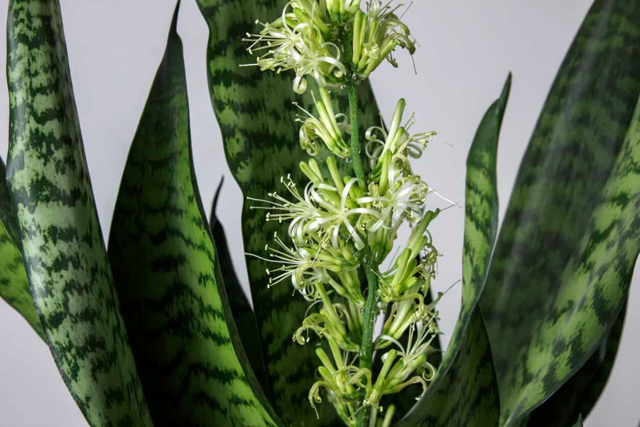 Snake Plant flowering