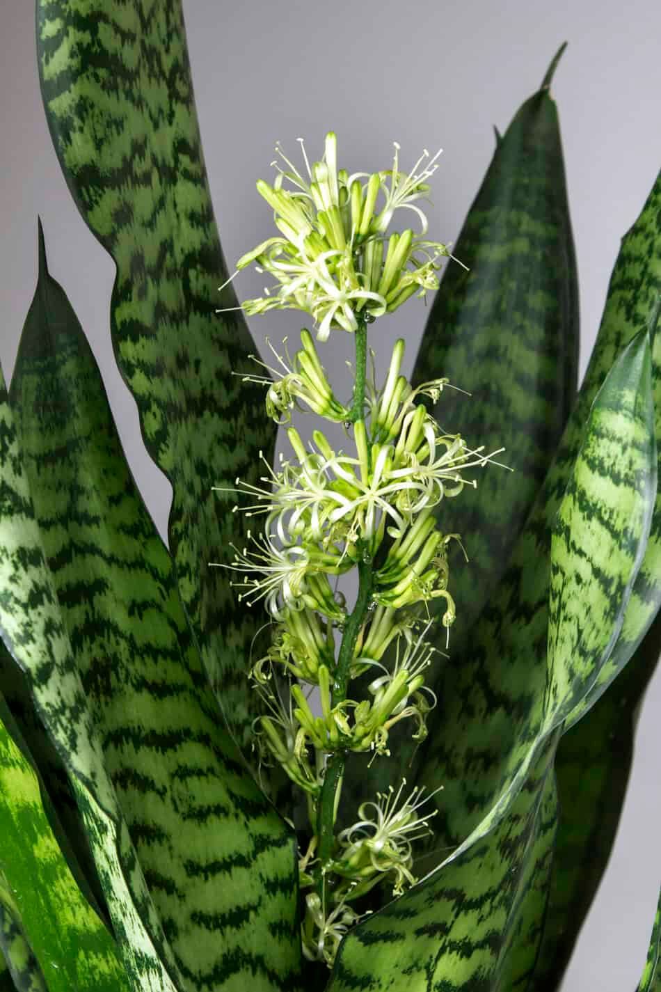 Snake plant blooming flower
