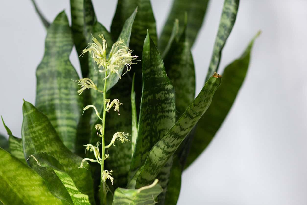 Snake plant blooming