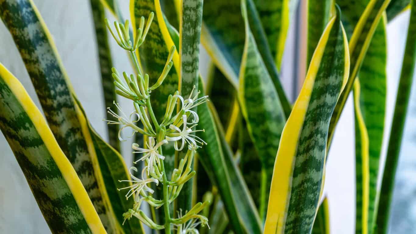 Snake plant flower