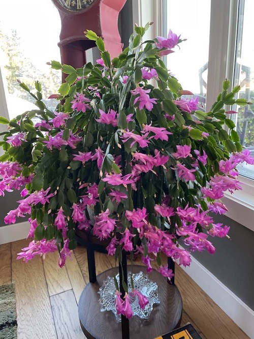 Thanksgiving Cactus Bloom