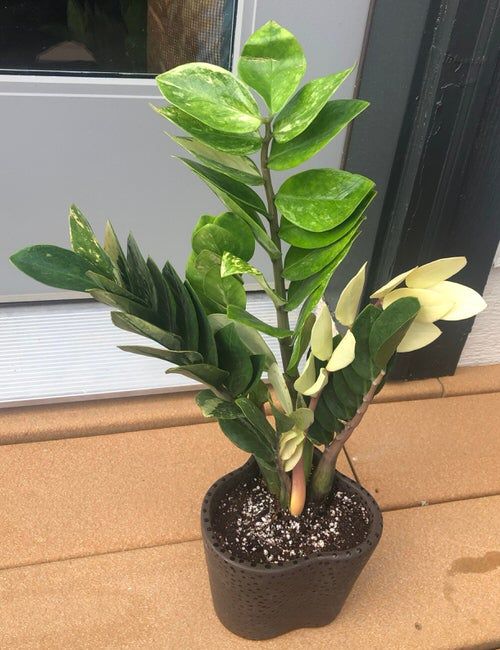 adding fertilizer to zz plant