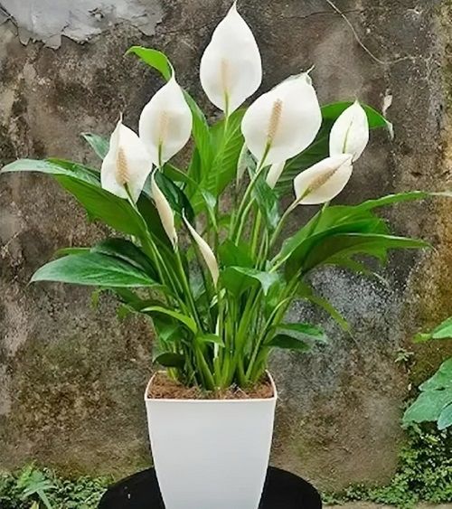 applying milk for more Peace Lily blooms