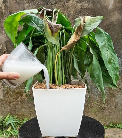 applying milk for more Peace Lily blooms