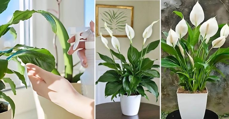 Gebruik melk voor meer bloei bij je lepelplant dan ooit tevoren