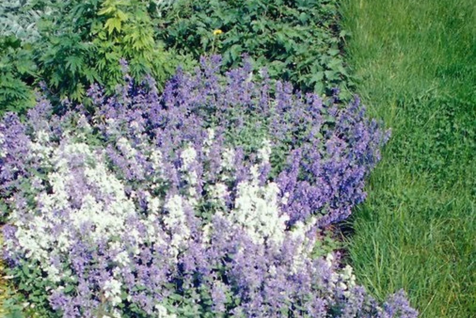 catmint herbs in garden