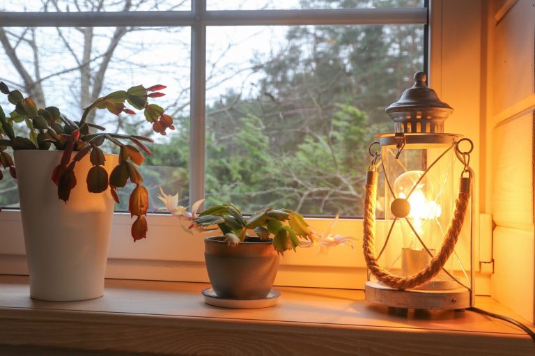 De grote fout die bloei van je kerstcactus in december tegenhoudt