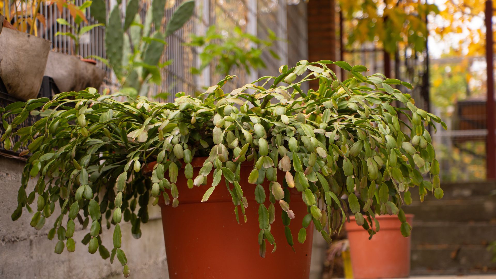 foliage of christmas cactus