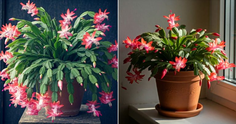 Geef je kerstcactus zo voeding en geniet van schitterende bloemen
