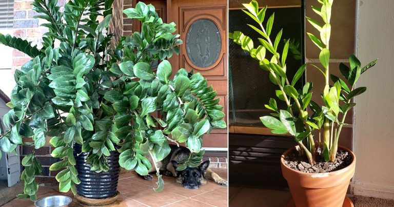 7 slimme manieren om je zz-plant voller en mooier te laten groeien