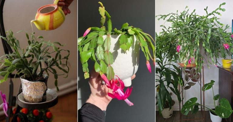 Hoe vaak je een kerstcactus water moet geven als een pro