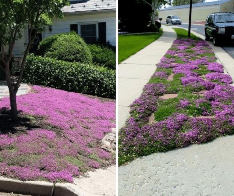 Kruiptijm-gazon vs. gras: waarom je zou moeten overstappen