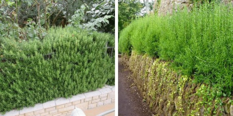 Plaats rozemarijn rond je omheining – de reden hiervoor heeft wortels in oude tradities