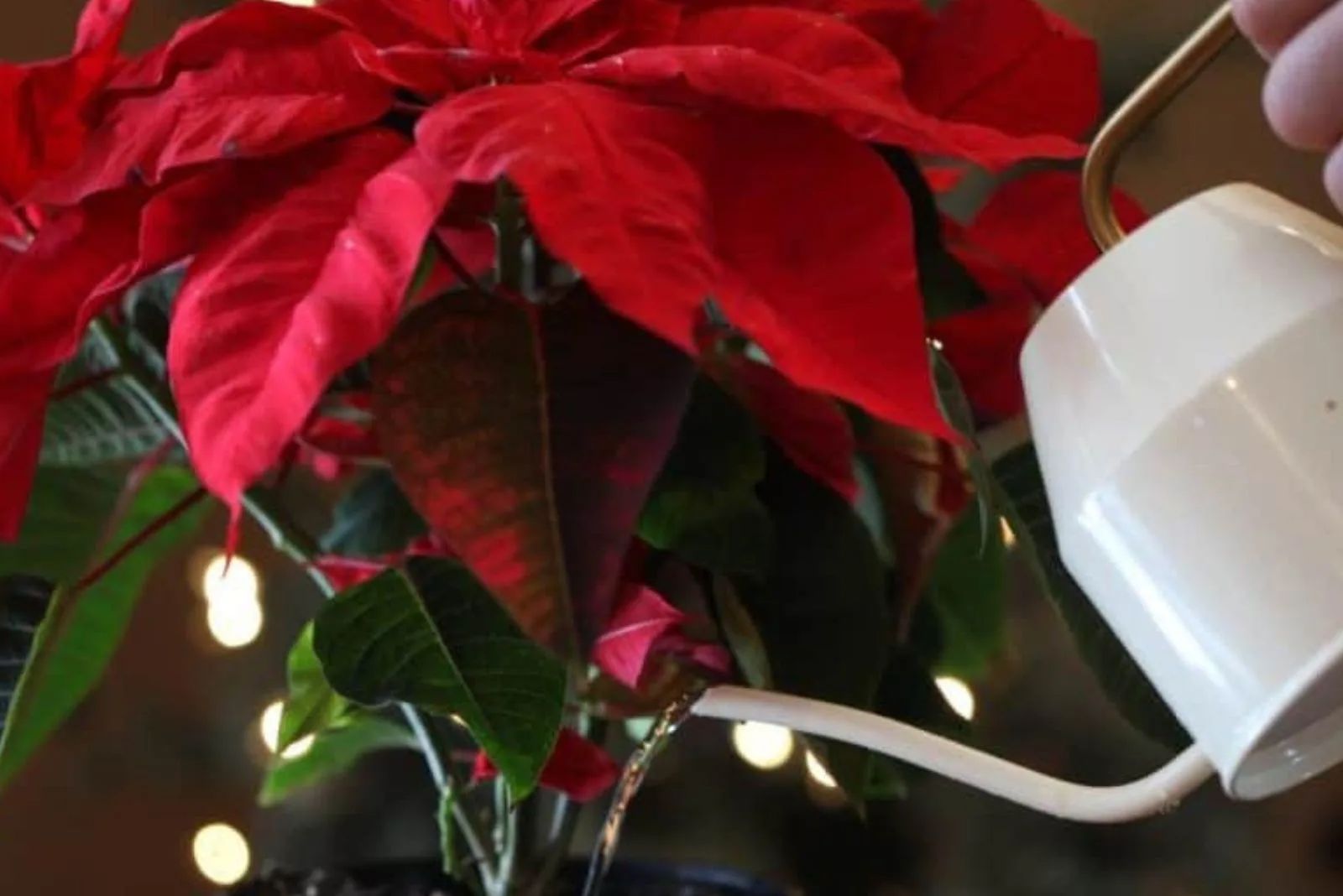 the Poinsettia Bay woman