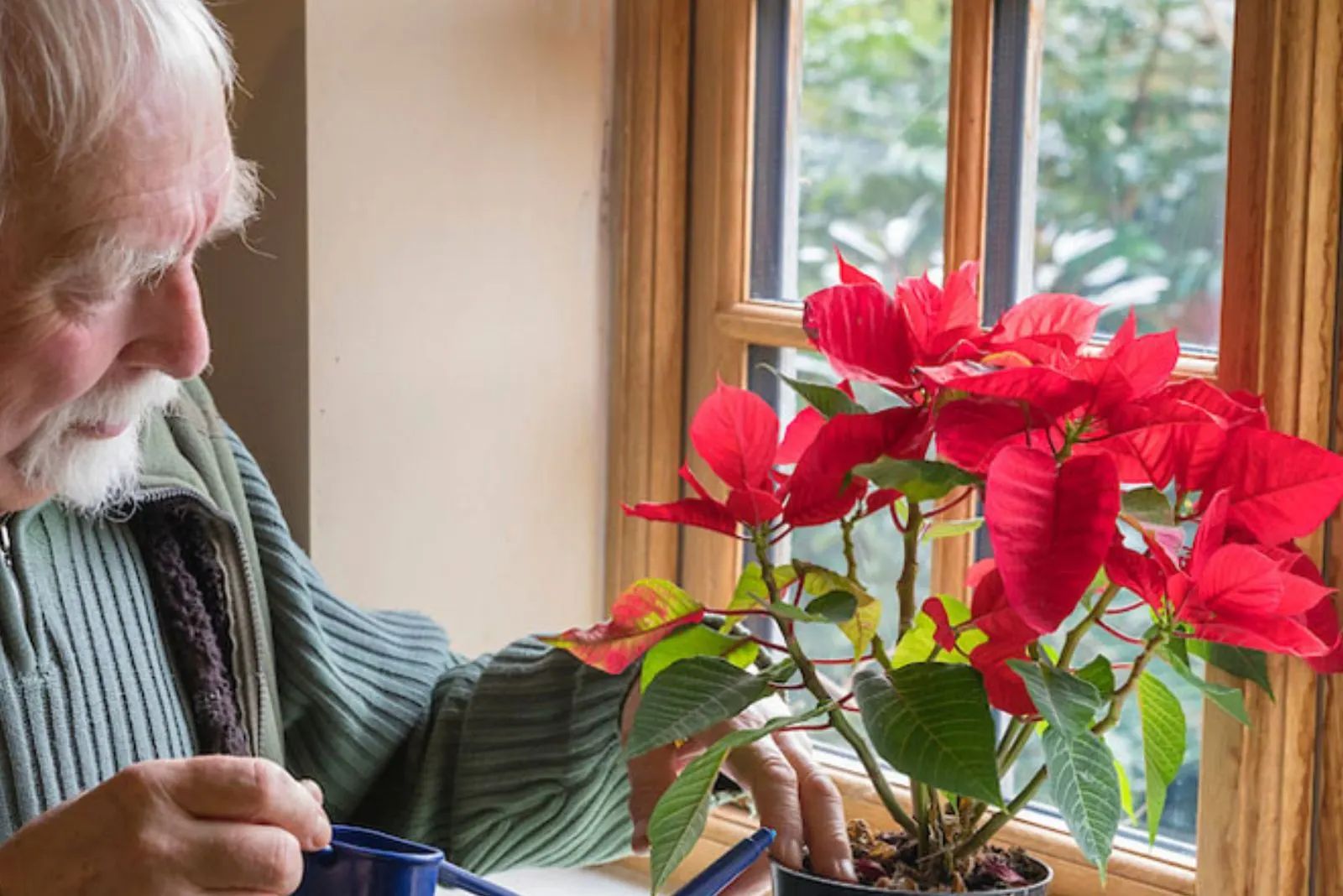 the older gentleman of Poinsettia Bay