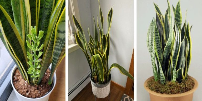 Waarom iedereen een sansevieria in huis zou moeten hebben: 8 redenen