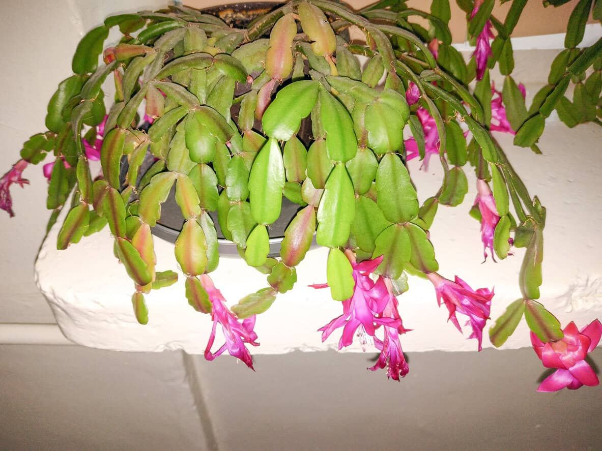 wilting christmas cactus