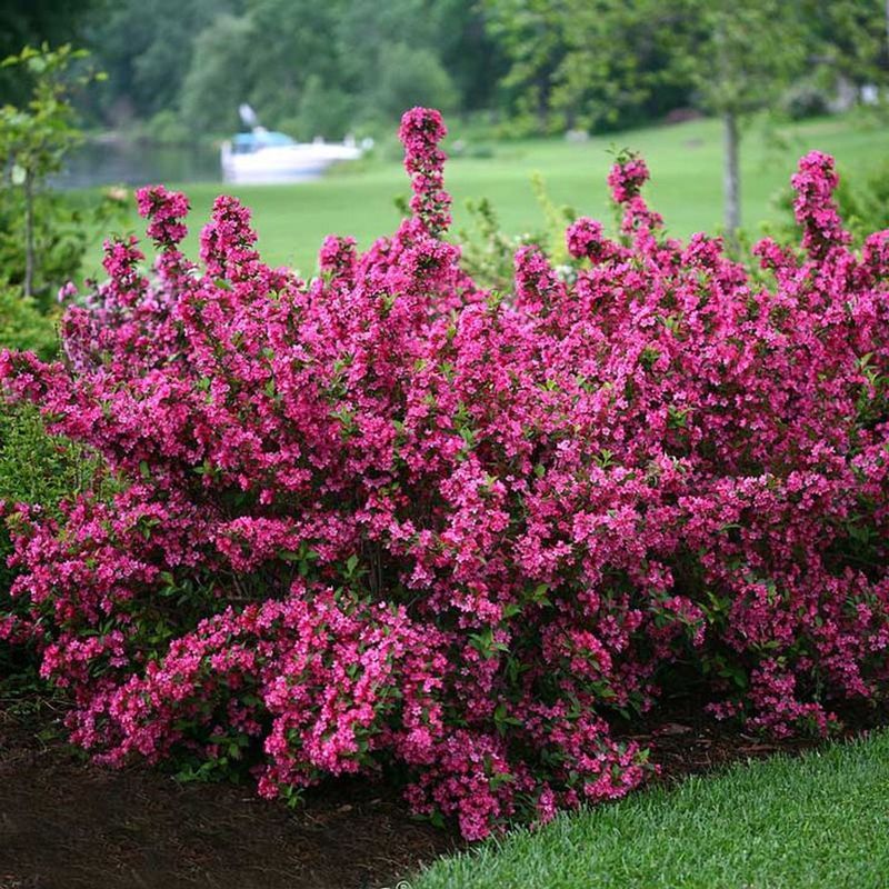 1. Weigela