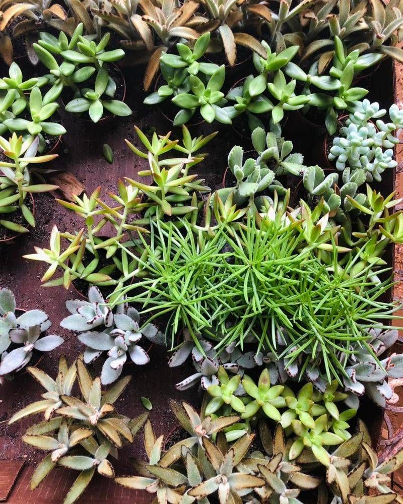 Add Decorative Ground Cover