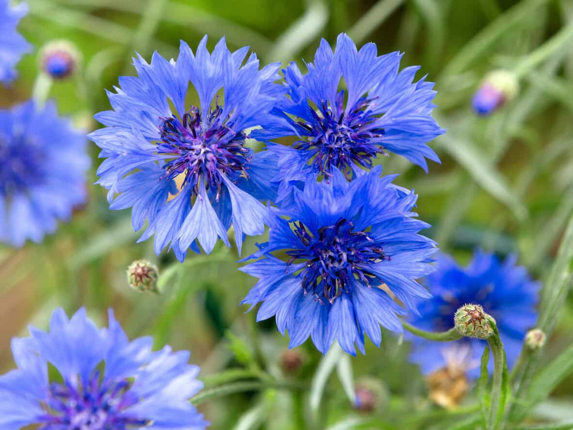 Bachelor’s Buttons (Cornflower) (Centaurea Cyanus)