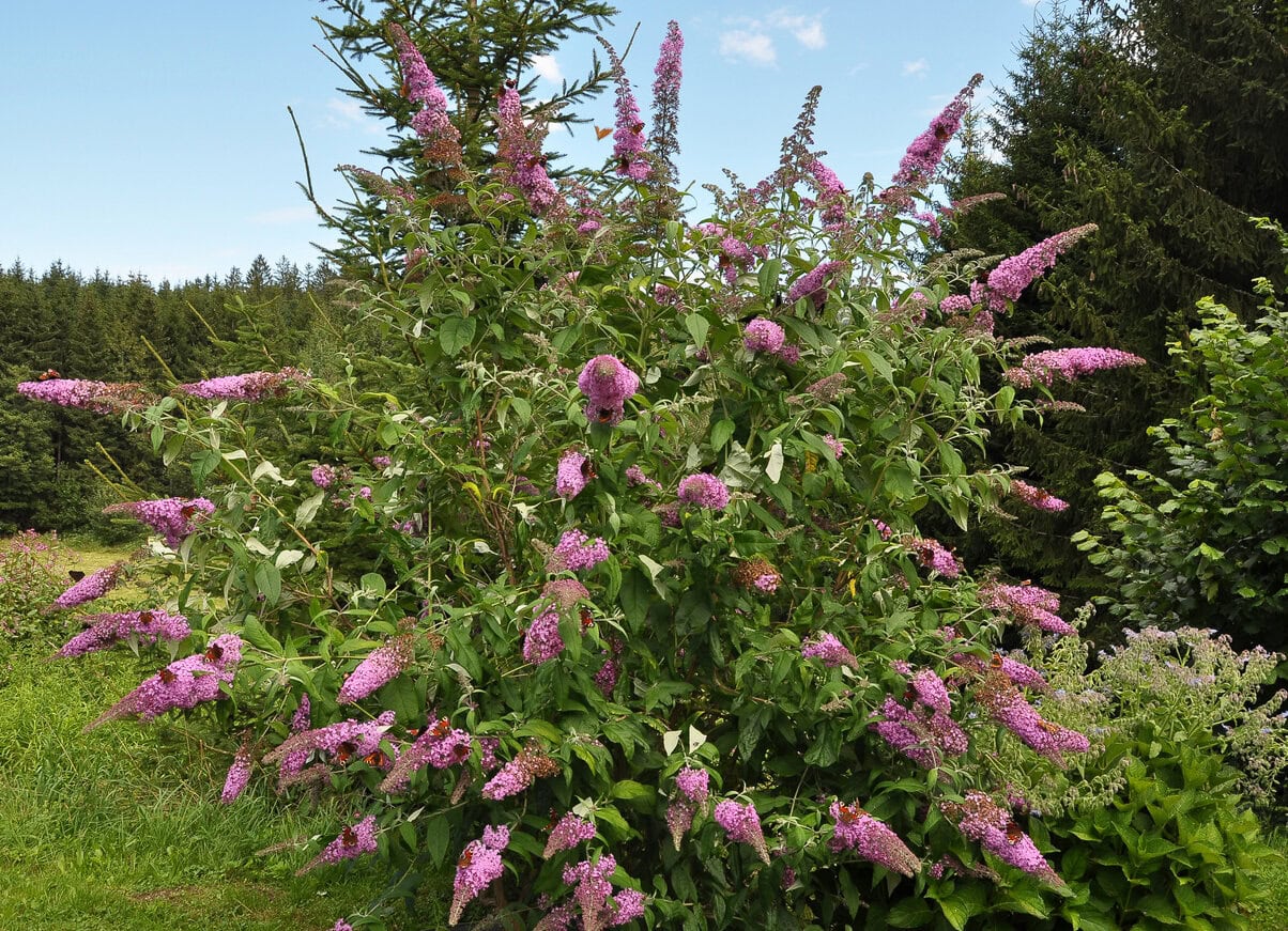 Butterfly Bush (Buddleia Davidii)