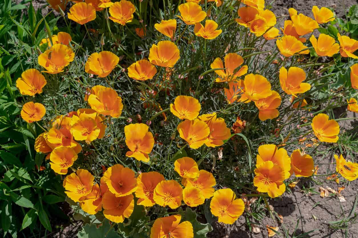 California Poppies