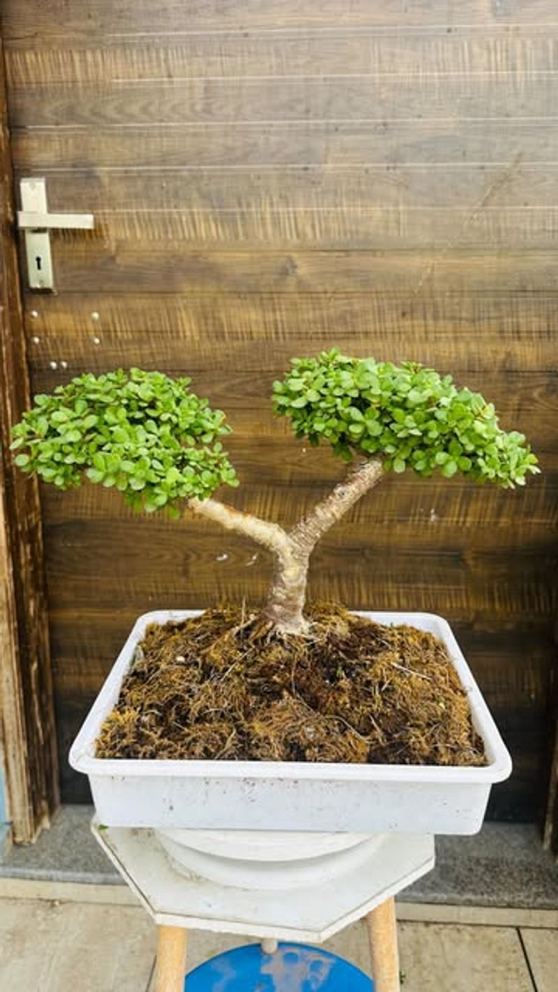 Canopy Shaping for Balance