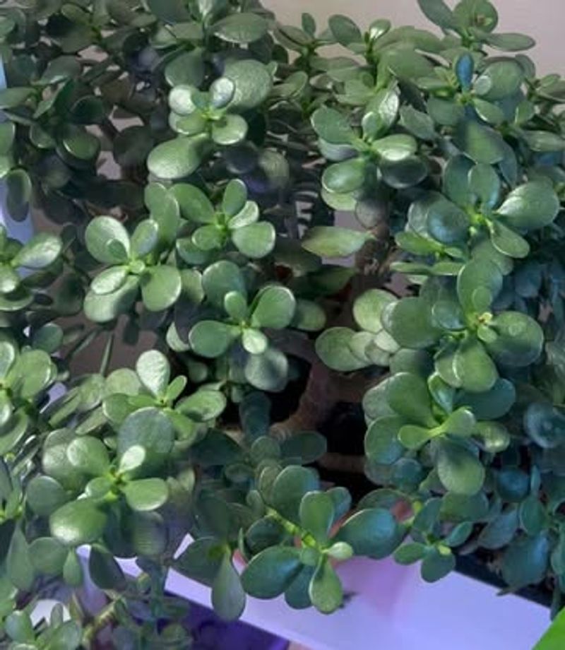 Cascading Waterfall Effect