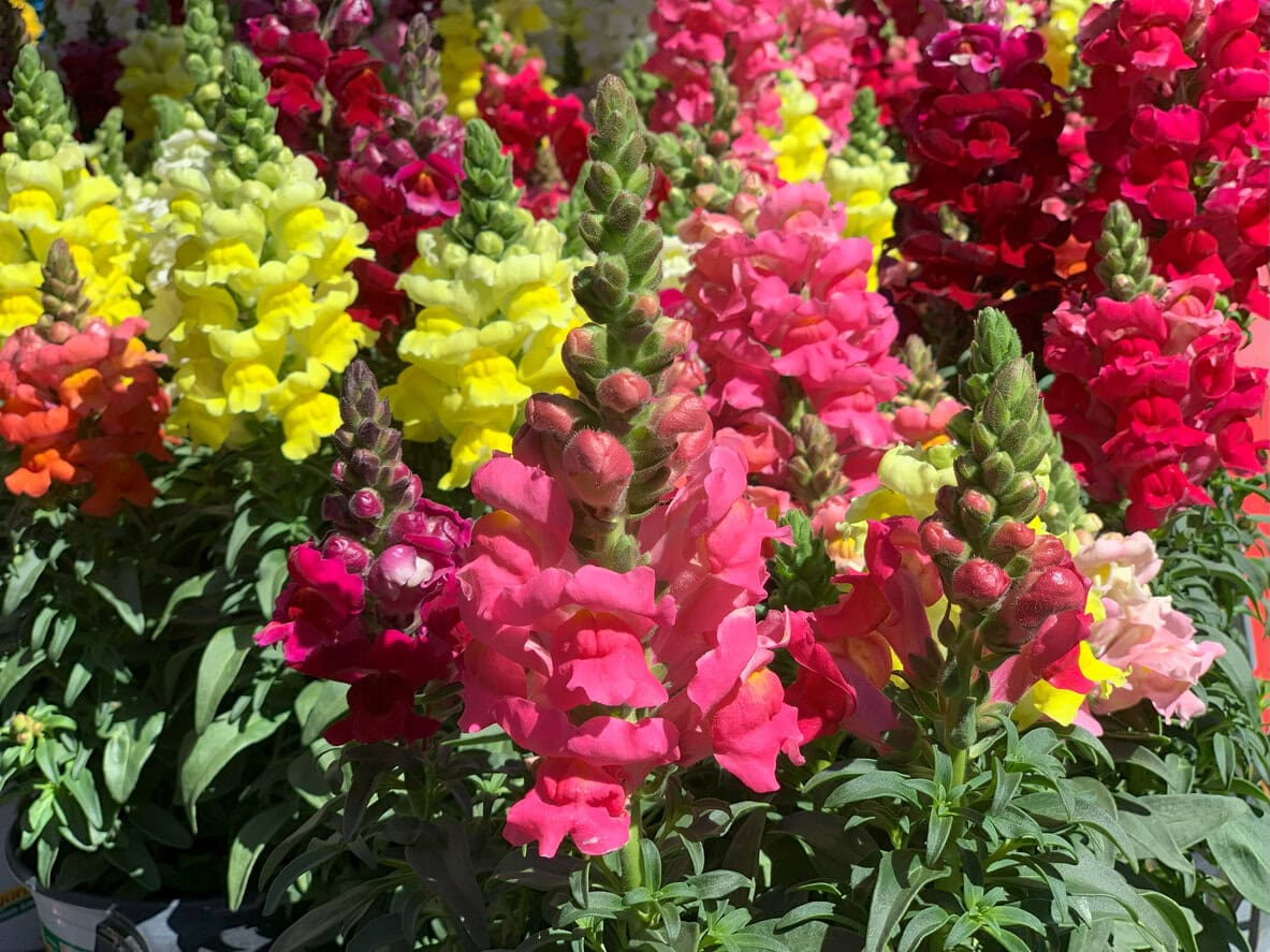 Colorful Snapdragon flowers