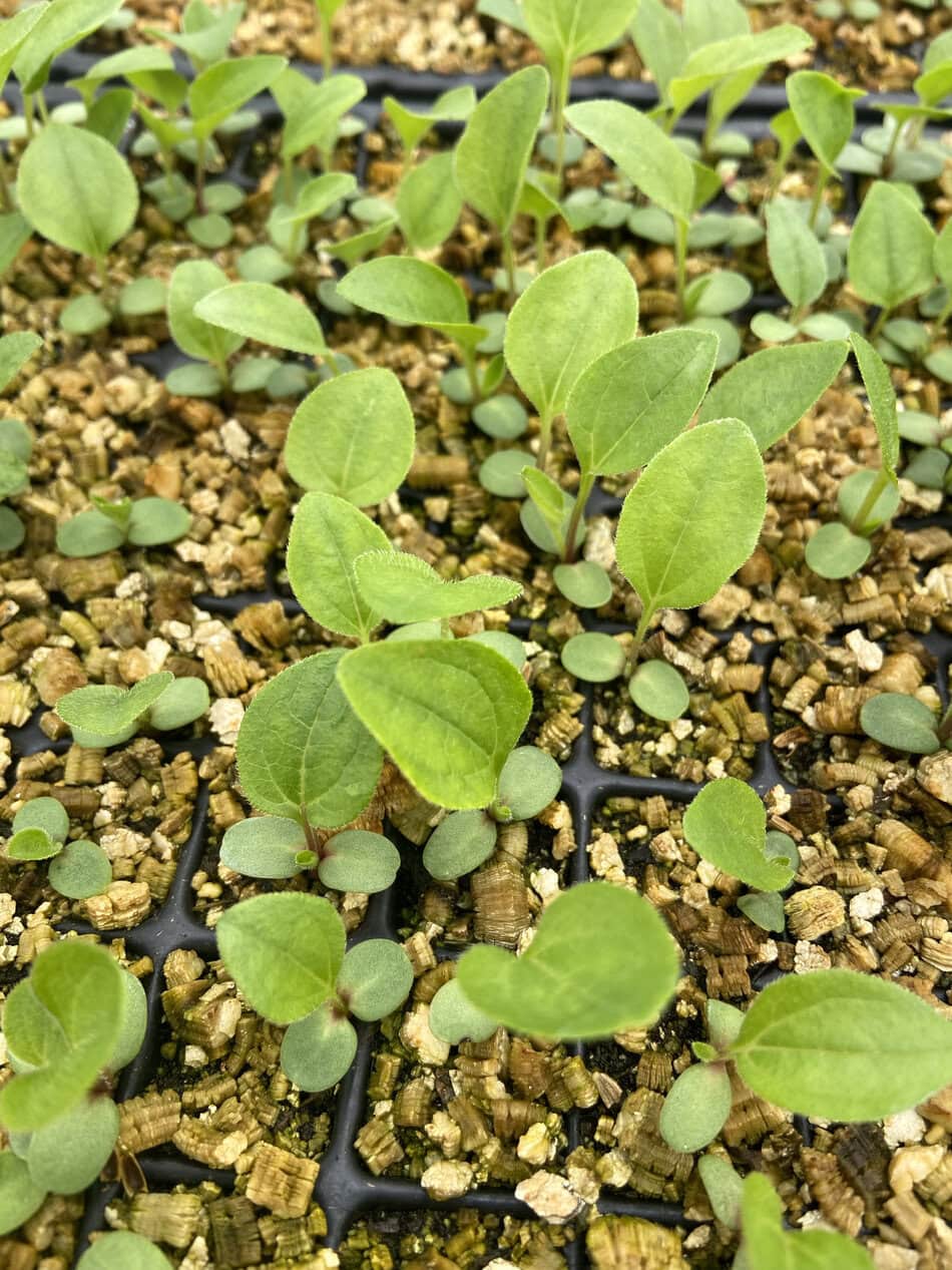 Coneflower seedlings in a tray with vermiculite