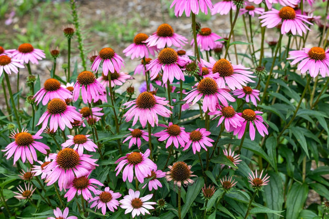 Coneflowers