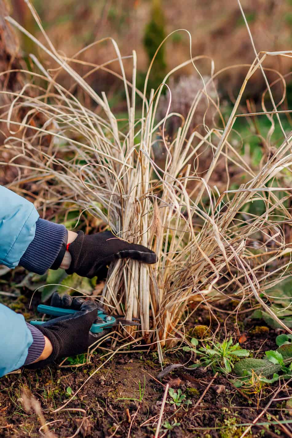 Cutting Fountain Grass