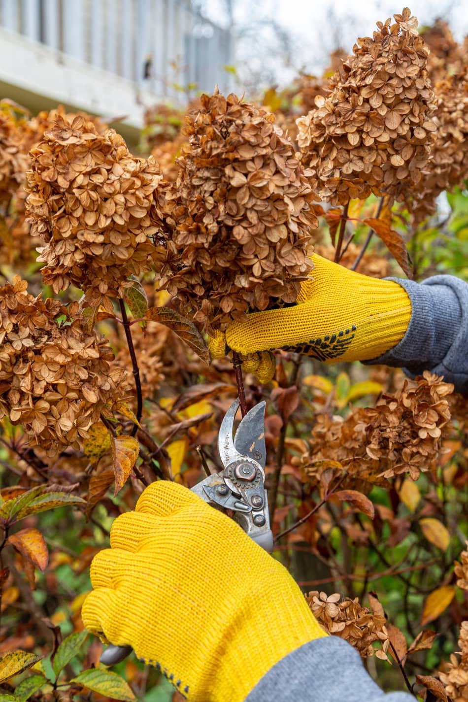 Cutting or trimming panicle hydrangea