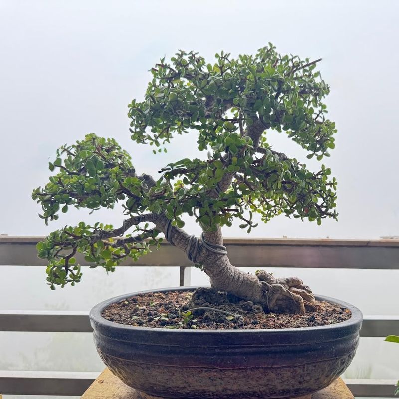 Deadwood Feature Creation