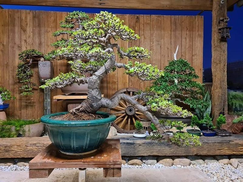 Dramatic Slanting Style