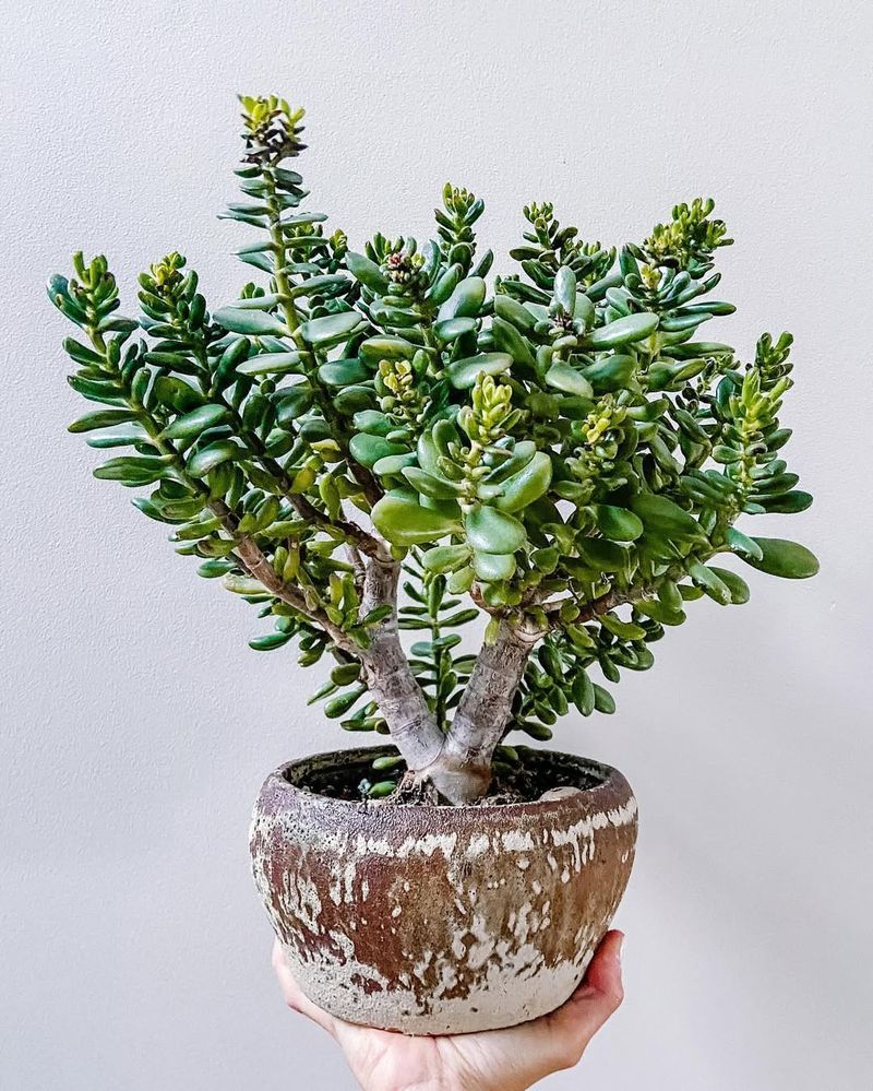 Elevation Display Methods