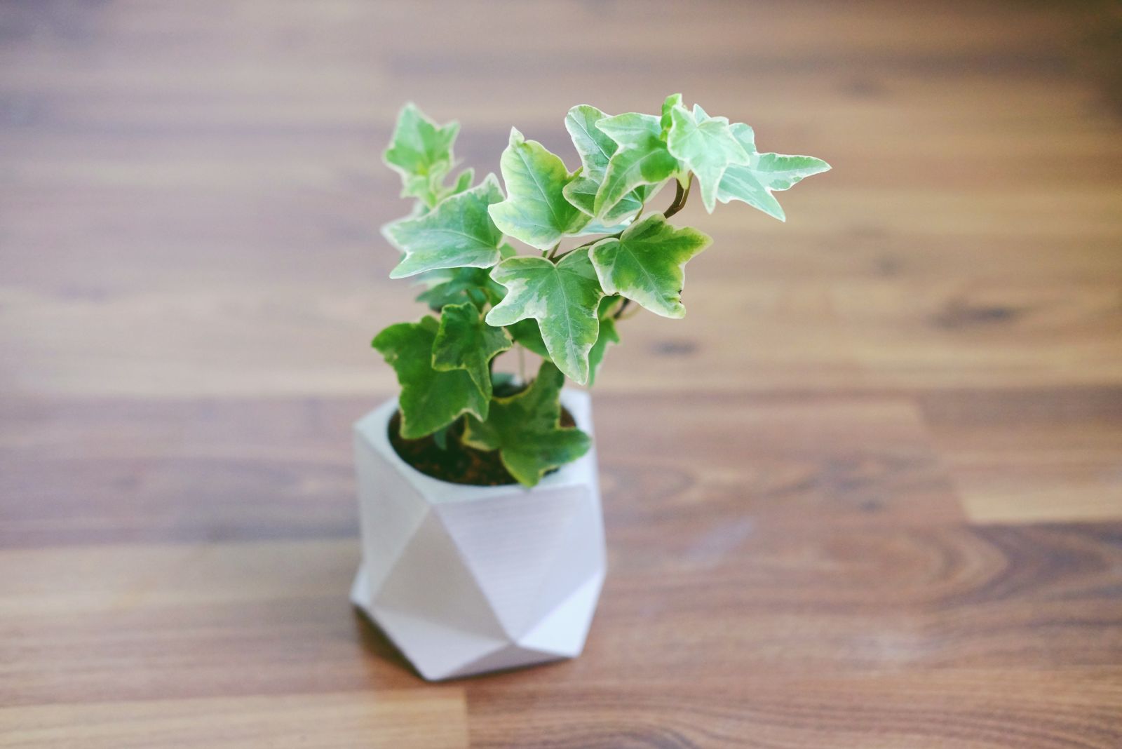 English Ivy in a small white pot