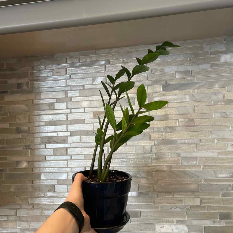 Heat Stress Weakens The Entire Plant