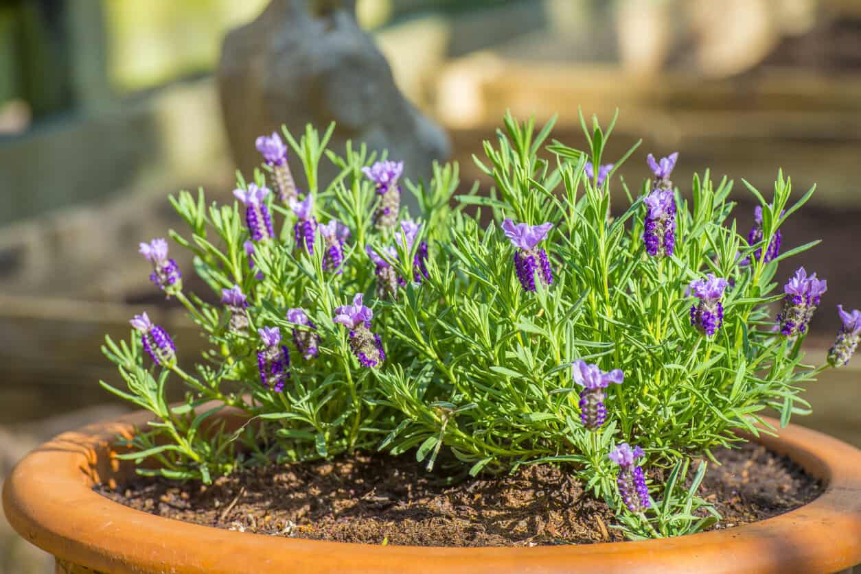 How to Propagate Lavender From Cuttings - Easy Step-by-Step