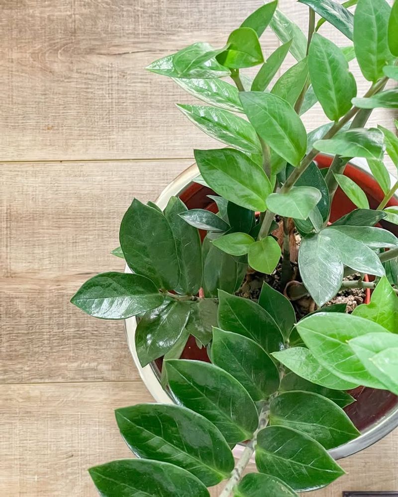 Photosynthesis Gets Disrupted Badly