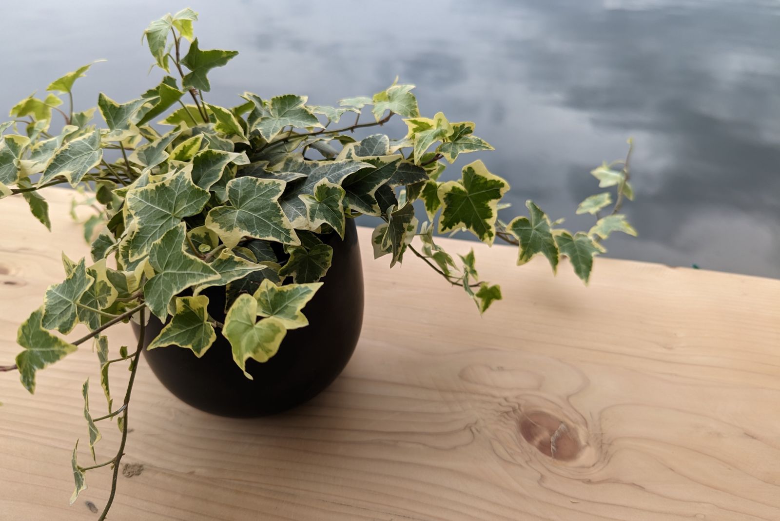 Potted plant of English Ivy leaves on top of a wooden table