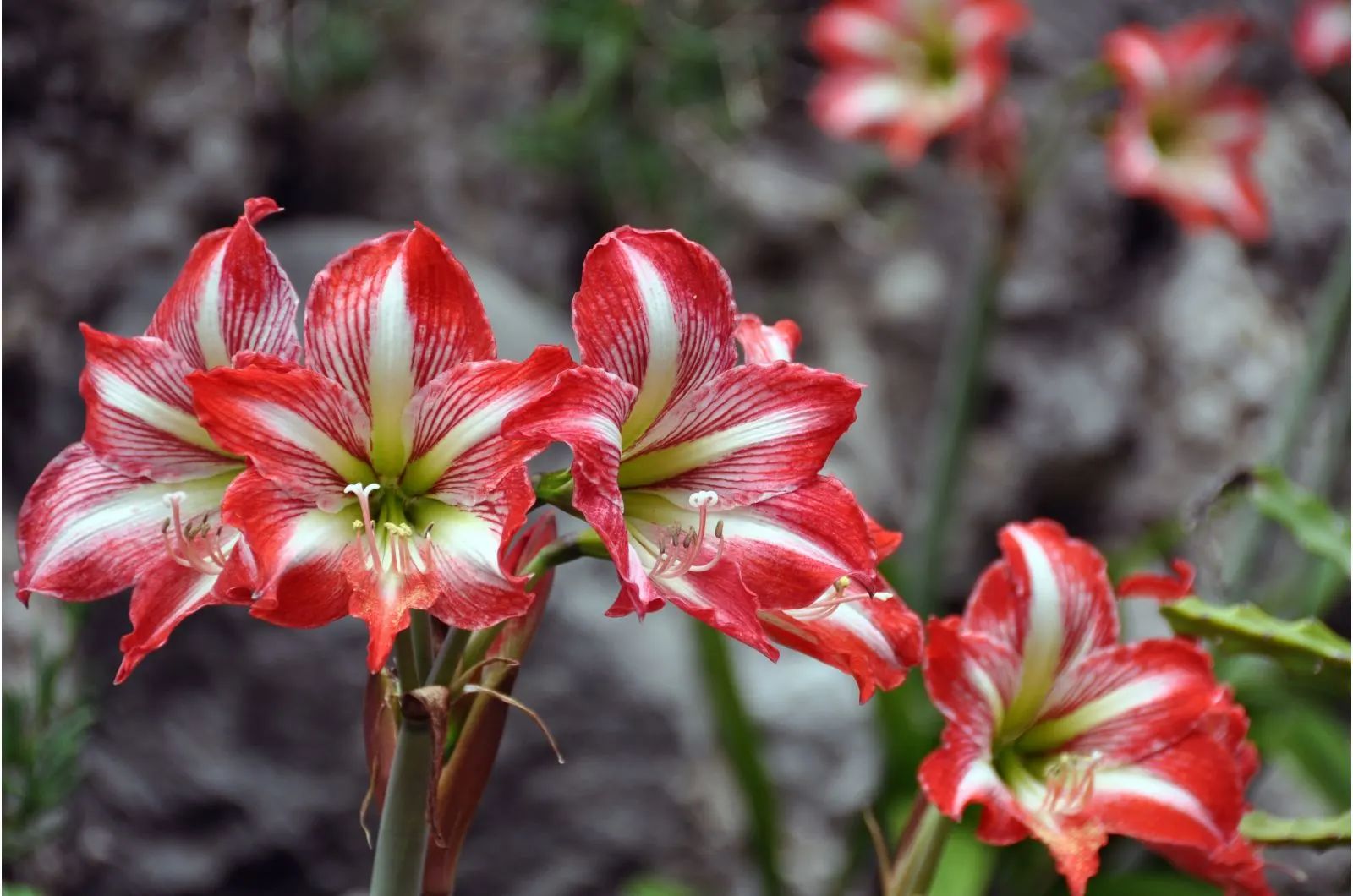Red Amaryllis