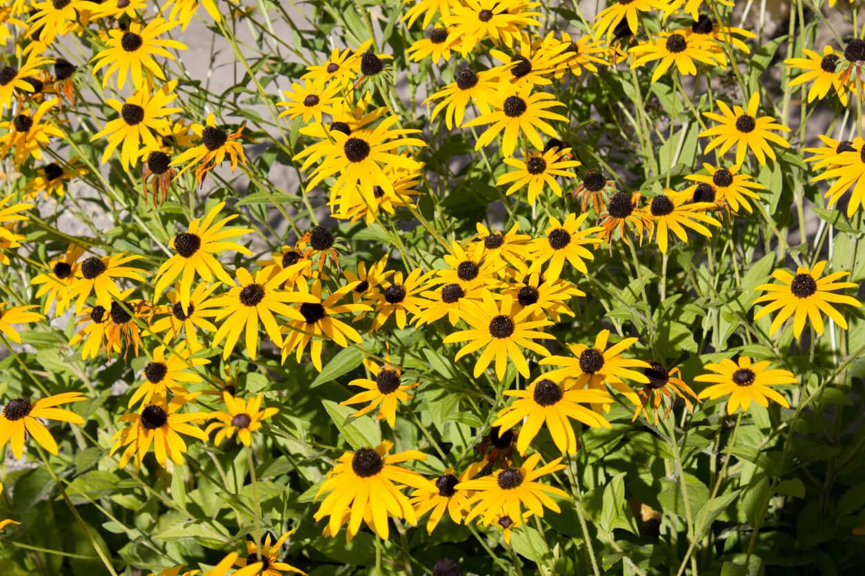 Rudbeckia fulgida Black-Eyed Susans