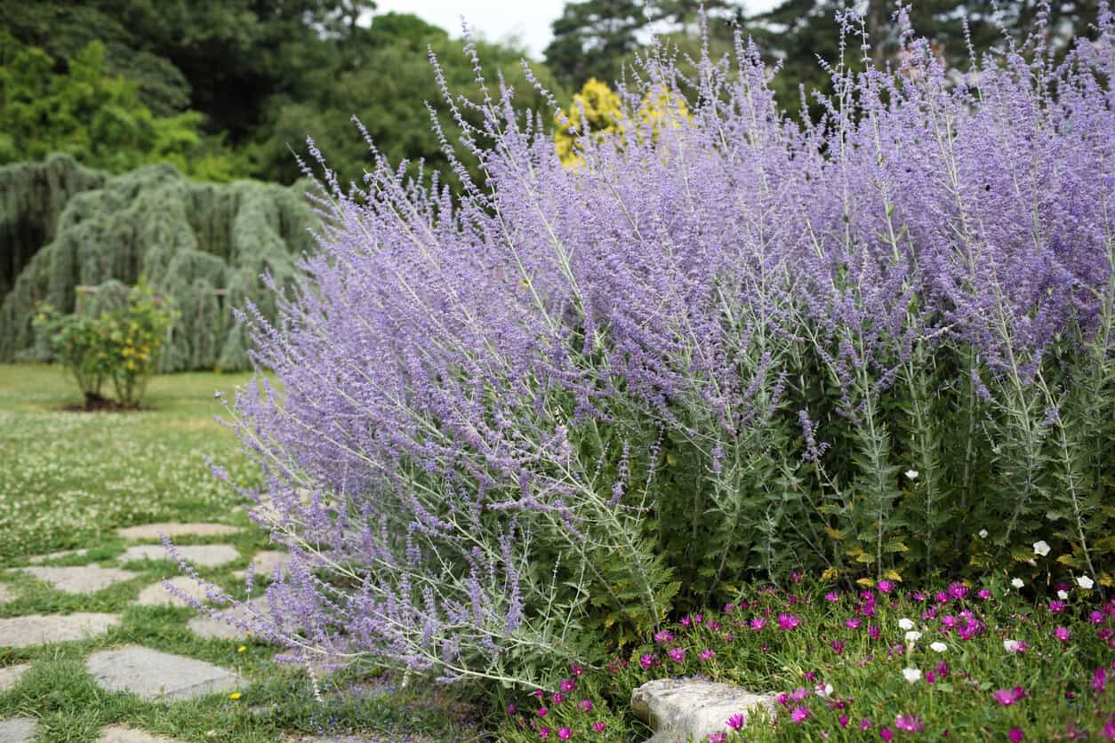 Russian Sage