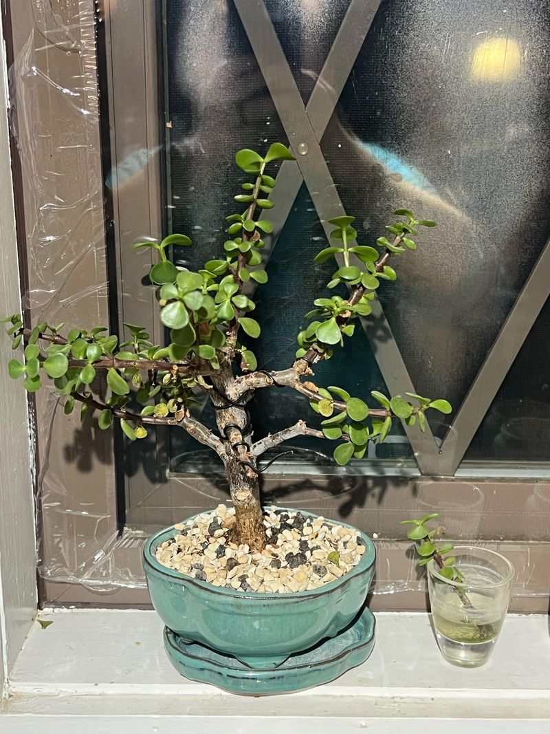 Seasonal Accent Lighting