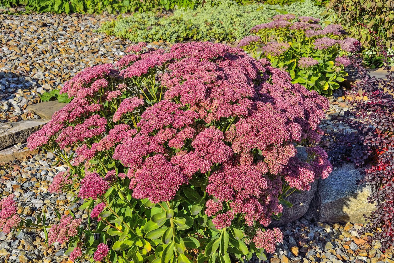 Sedum ‘Autumn Joy’ (Hylotelephium spectabile)
